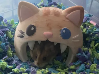Cat Gerbil Hamster Mouse Rodent Hut