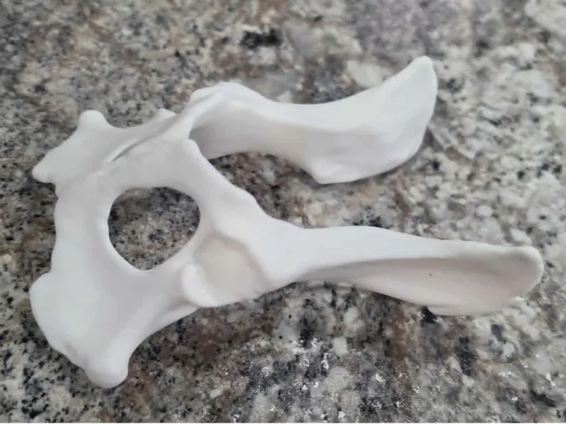 Canine Pelvis
