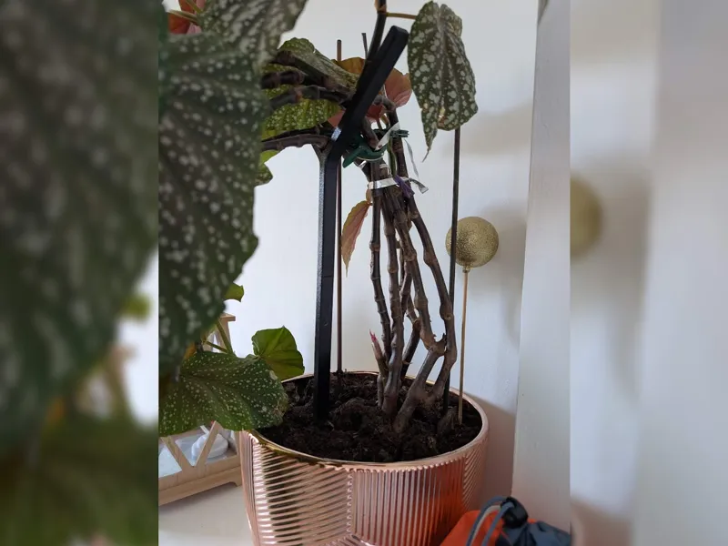 Tuteur pour Plante – Support Solide & Élégant