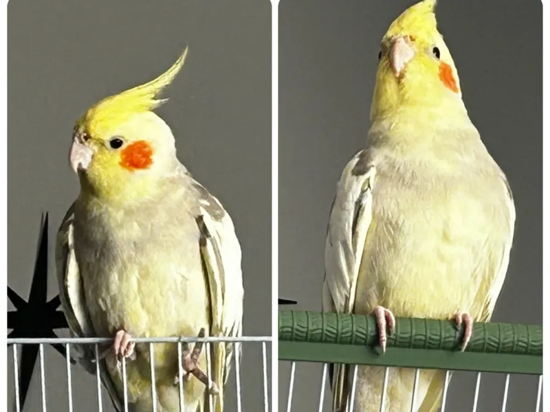 Vogelsitzstange