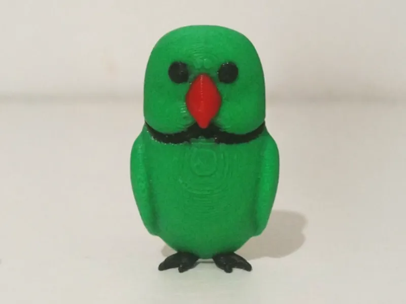 periquito de colar