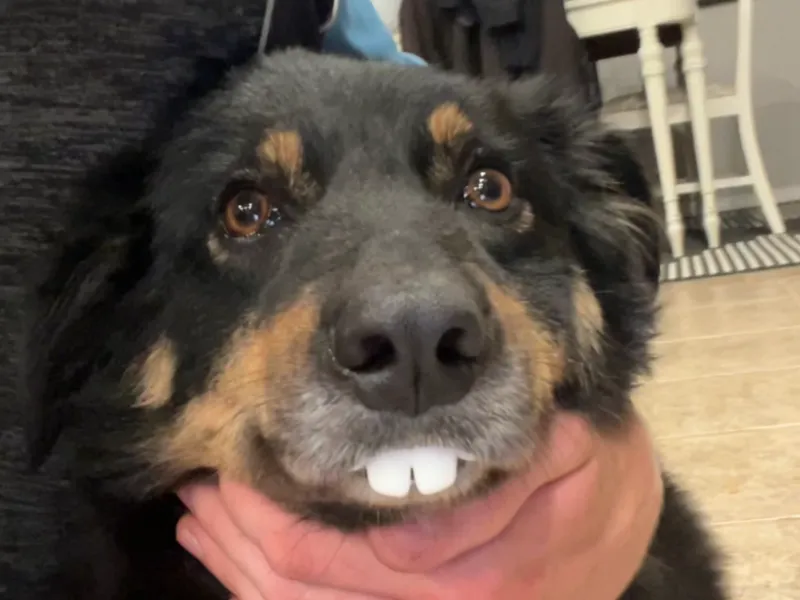 Funny Dog Teeth