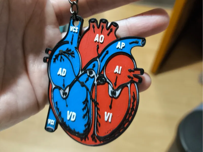 Llavero Corazón Anatómico 3D