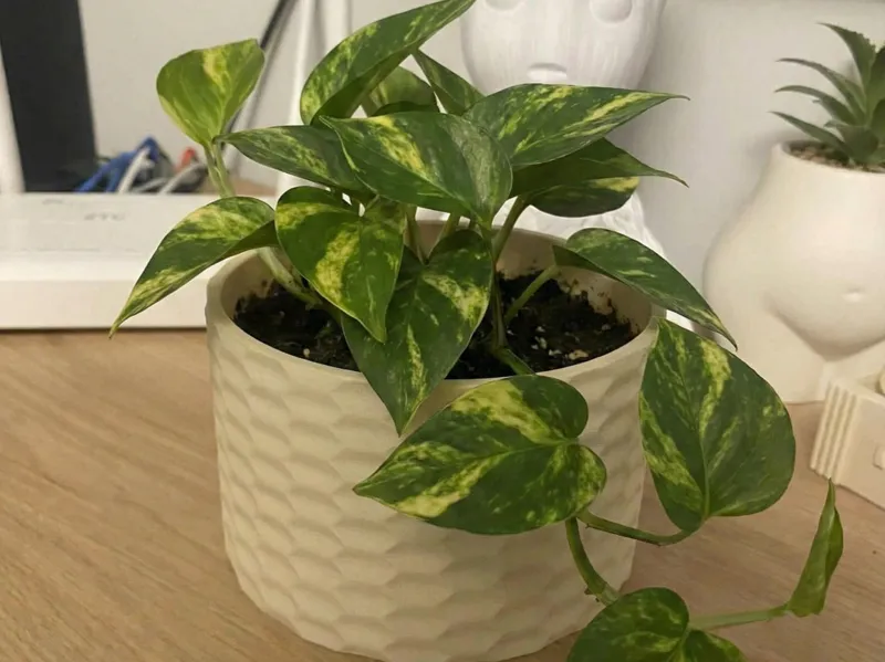 Honeycomb planter/Hexagon texture container