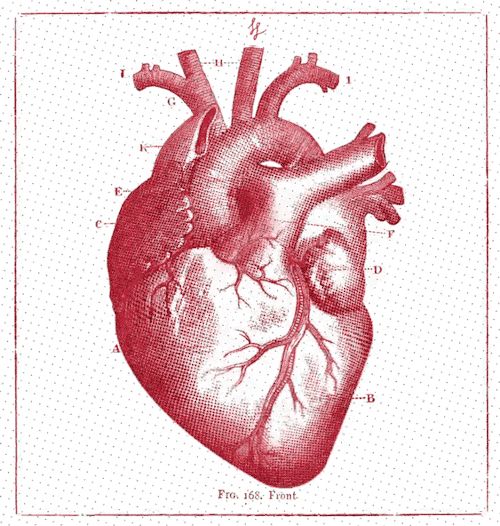 corazon