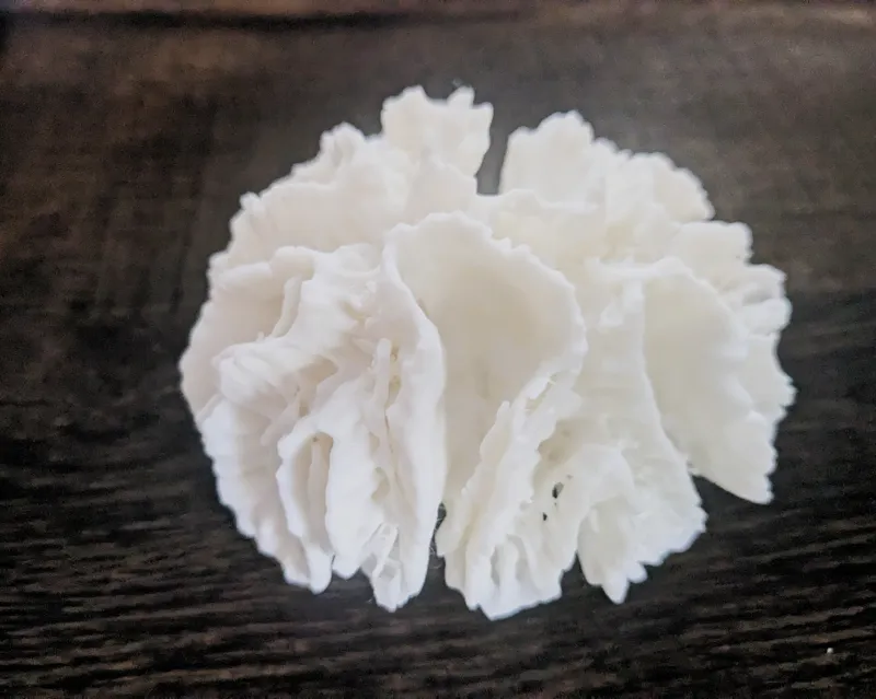 3D scan of coral