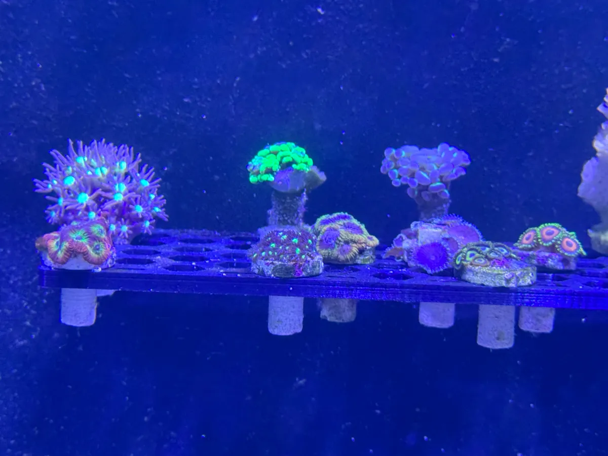 Aquarium Frag Rack / Shelf with Suction Cup Mount - Free 3D Print Model ...