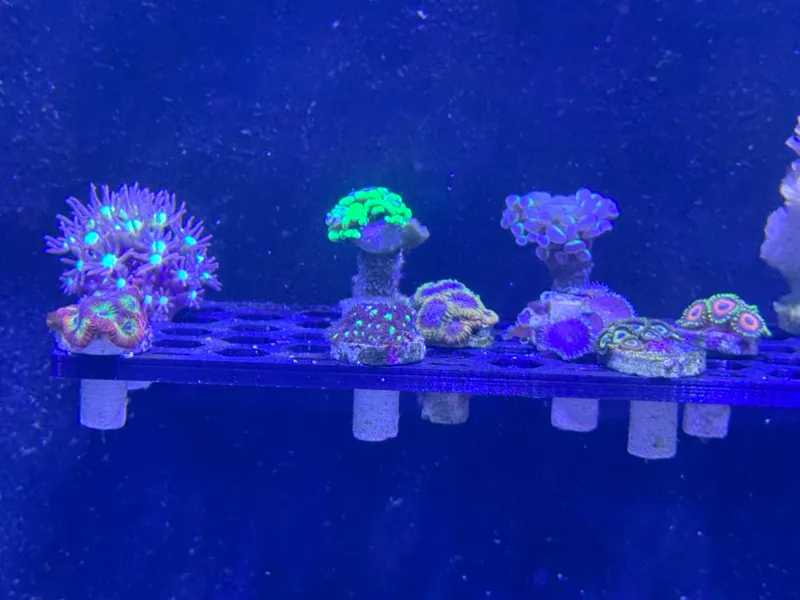 Aquarium Frag Rack / Shelf with Suction Cup Mount