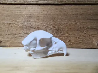 Eagle Skull