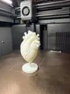 Anatomical Human Heart Model normal size