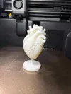 Anatomical Human Heart Model big size