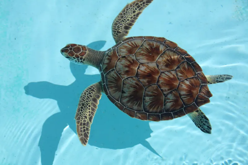turtle 4 color hueforge