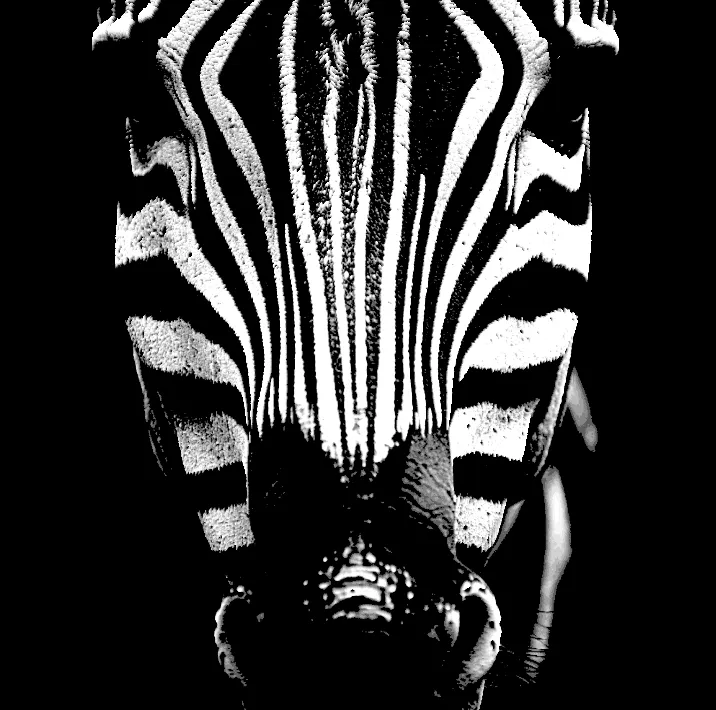 Zebra 3 Simple Stunning B&W HueForge
