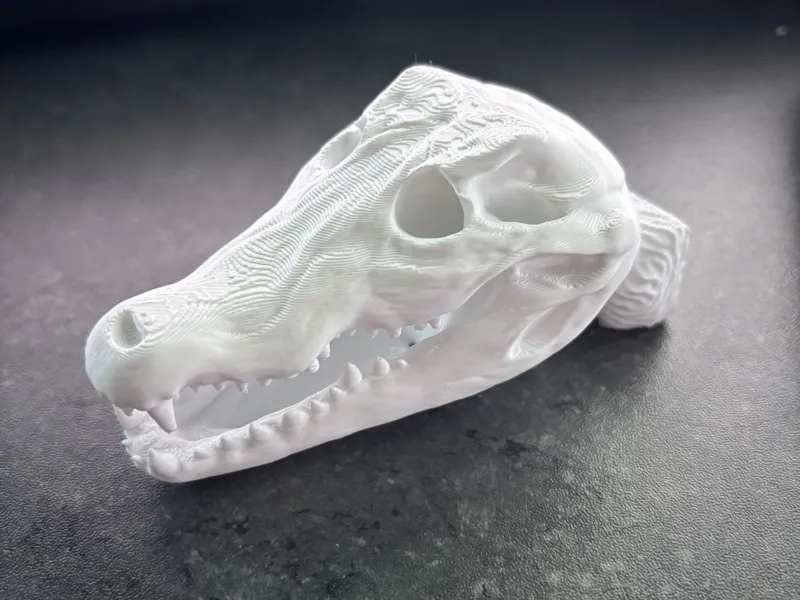 Alligator Skull