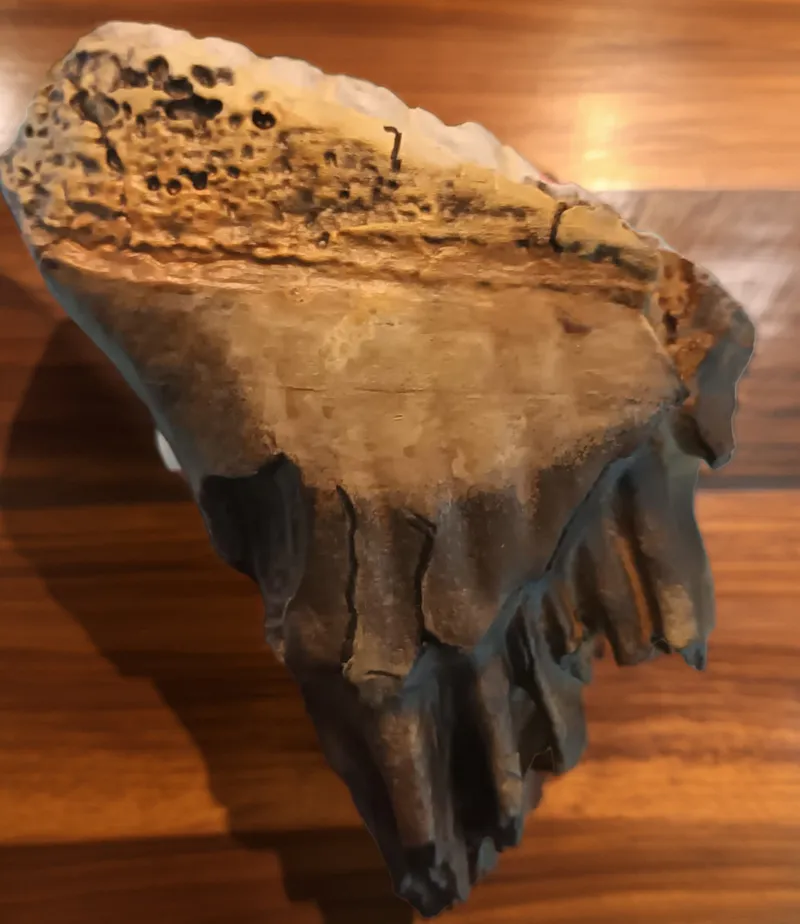 Woolly Mammoth tooth