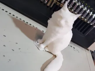 Elegant Sitting Cat Statue