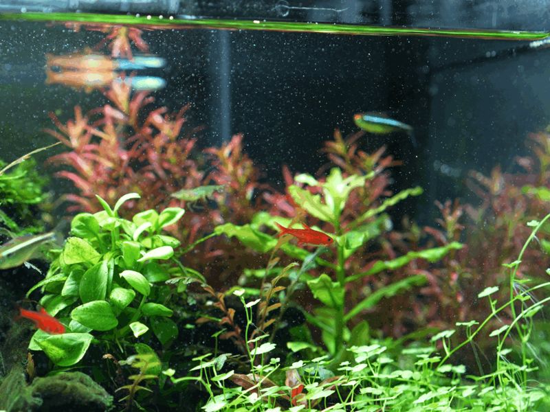 一代小米鱼缸细化器出水口v2