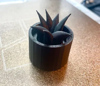 Small Succulent Plant