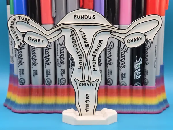 Planche éducative anatomie utérus à colorier