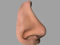 Nose