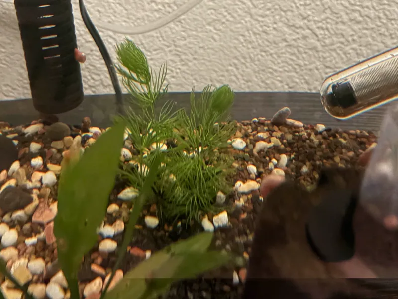 Wavey Aquarium Plant Anchor