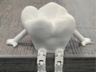 Molar Tooth Buddy - Anatomically Correct