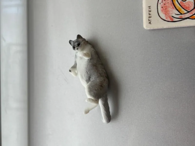 Calamita Gatto Grigio