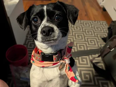 Dog Bandana Sewing Template