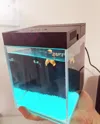 Mi Small Tank