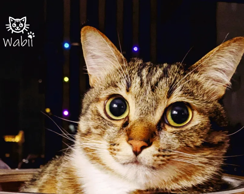 Wabii, the cat