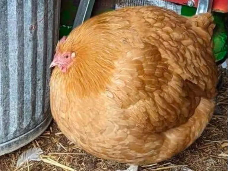 Chicken 
