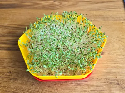 Microgreens Tray Small Hexagonal