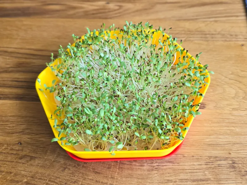 Microgreens Tray Small Hexagonal
