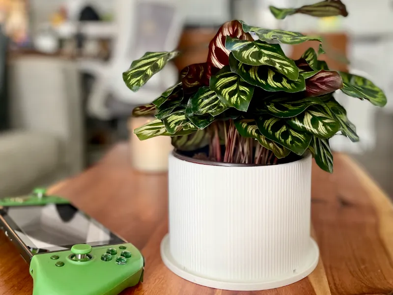 6 Inch Planter (Midcentury Modern)