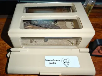 MiniArenaMitNest