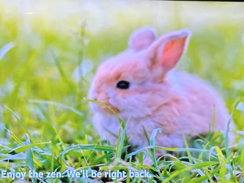 Flexi bunny