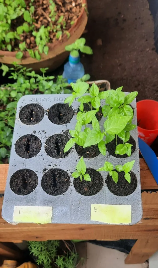 seed plate 
