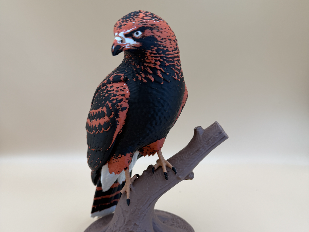 Ember Talon Harris Hawk