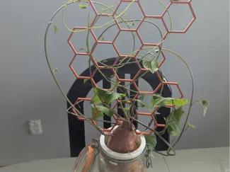 Hydroponic plant support