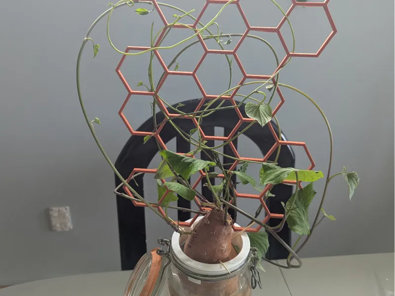 Hydroponic plant support