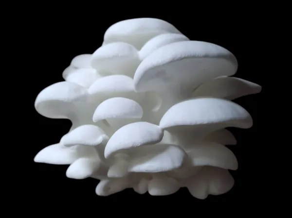 https://makerworld.bblmw.com/makerworld/model/USed3a079ce628de/design/2025-11-08_65d7a367912378.png