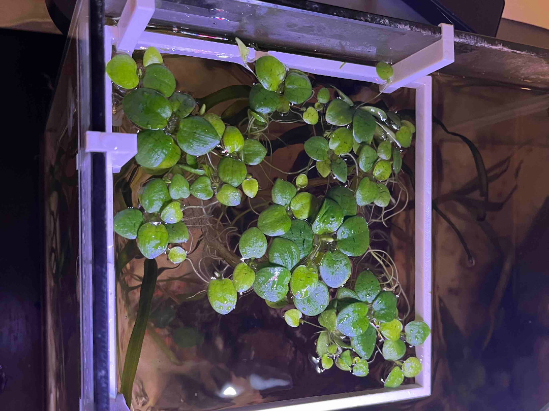 Floating Plant Corral for 5mm Glass – Aquarium