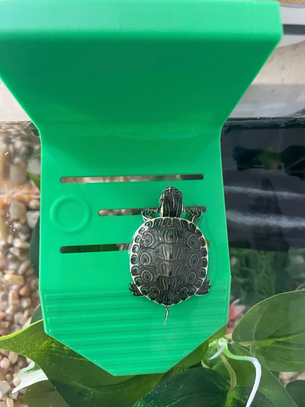 Turtle Ramp with feeder by hec13gr - MakerWorld