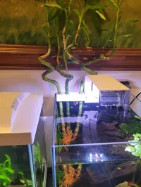 4 plant holder.