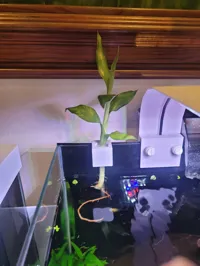 Single plant holder..