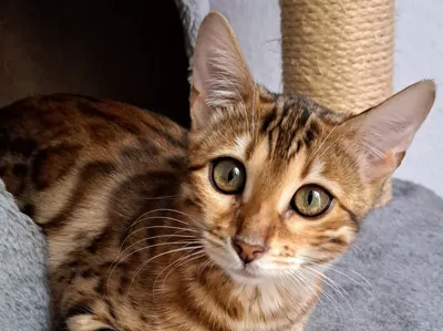 Nala_Lithophane