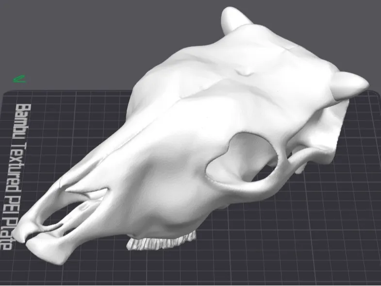 Cow Skull