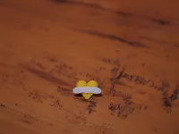 bee heart