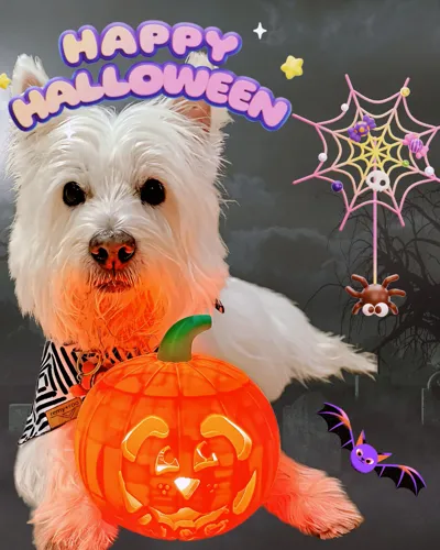Doggy Halloween LED Pumpkin Jack-o-Lantern