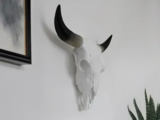 White cow skull with horns